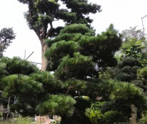 [风景] 北流会仙河公园【65P】