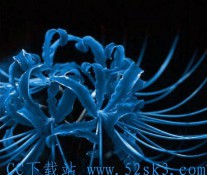 [美图] 彼岸花