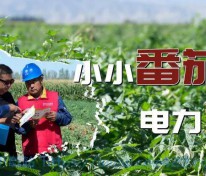 [图文荟萃] 电力助推番茄好“丰”景