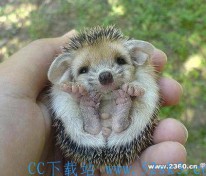 [趣图] 哦 我的心肝 我不是故意这么萌的!