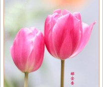 [美图] 南宁青秀山郁金香、梨花、叶子花盛开，还有新修的网红打卡地，超赞。摄影：南宁·吴伟民