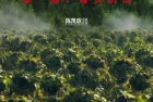 [影视] 志愿军：雄兵出击 WEB-DL版下载/The Volunteers: To the War / 志愿军三部曲1 / 伟大的战争·抗美援朝 / 伟大的胜利 / 战与祀 / The Great War 2023 志愿军：雄兵出击 20.61G