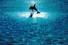 [电影] 1988年法国经典爱情片《碧海蓝天》蓝光中字