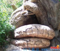 [趣图] 世界上最惊世骇俗的一棵大树