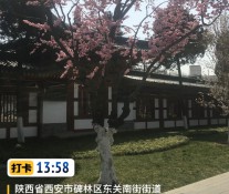 [摄影] 西安兴庆公园踏春赏景（在花丛中畅想）随拍！在家门口旅行{City Walk}感受别样魅力！